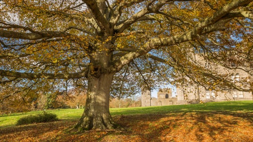Tree with autumn leaves all around and a view of the castle beyond
